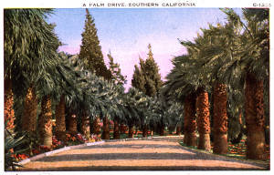 palmdrive.jpg